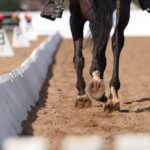 Fundamentals of Equine Anatomy: The Musculoskeletal System
