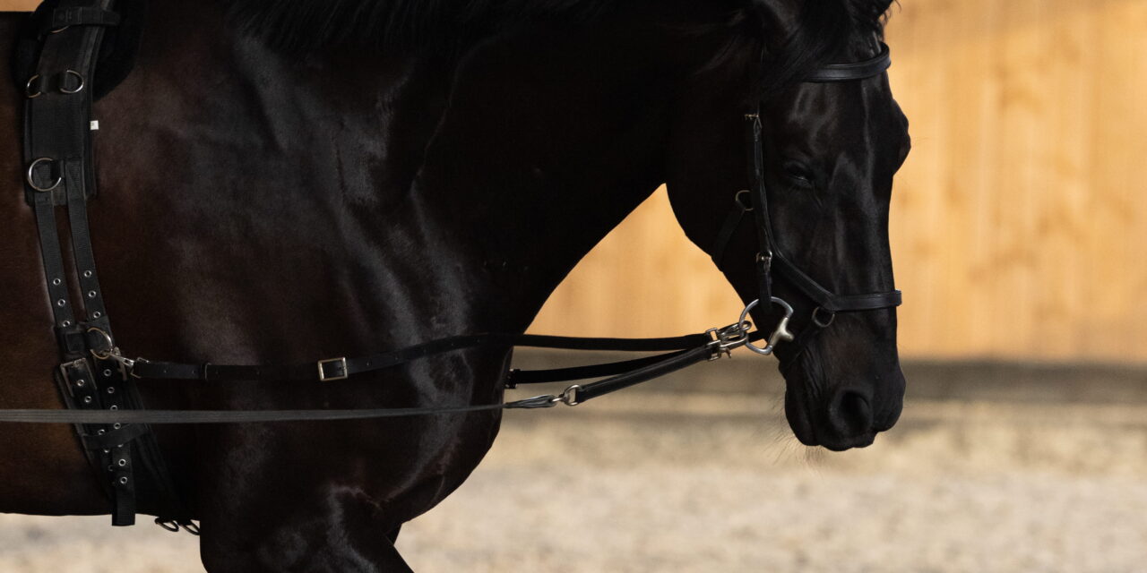 The (Fixed) Side Reins – A Classic Among Auxiliary Reins