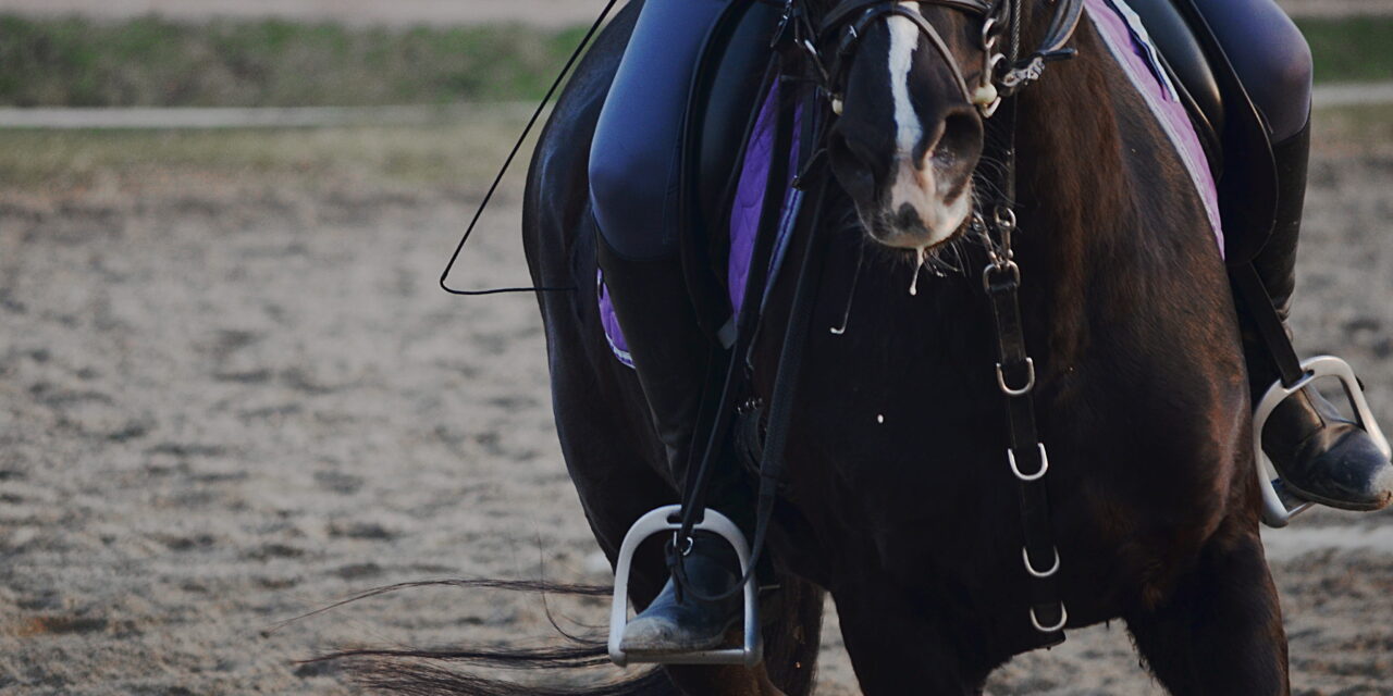Auxiliary Reins in Horses: Types, Use, and Alternatives