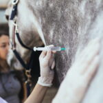 Vaccination in Horses: A Critical Look at Preventive Care