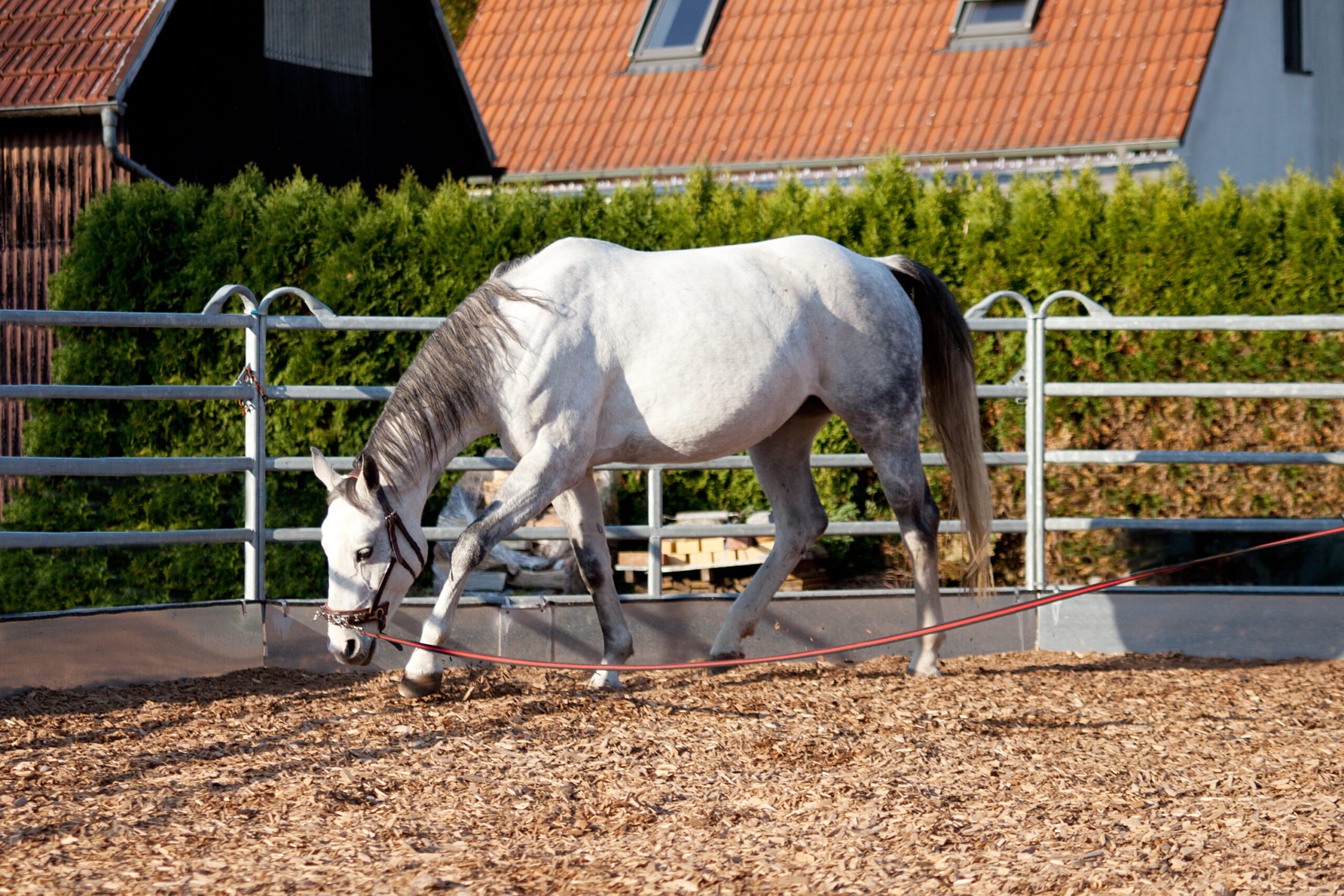 Horse working on a circle on the lunge with a low head carriage