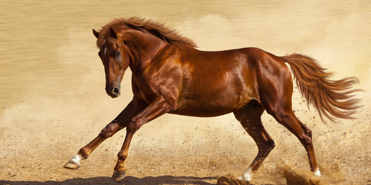 Understanding Anatomy and Biomechanics in Horses