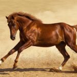 Understanding Anatomy and Biomechanics in Horses