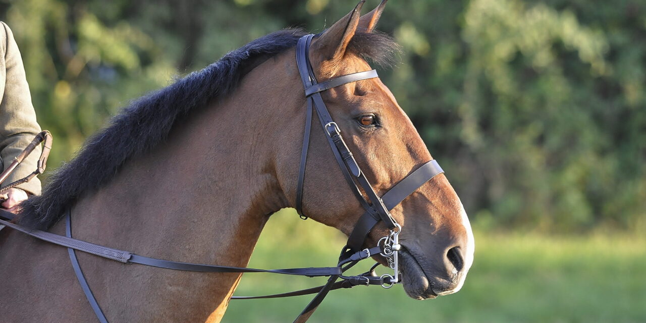 What Are Auxiliary Reins? Purpose and Use in Horse Training