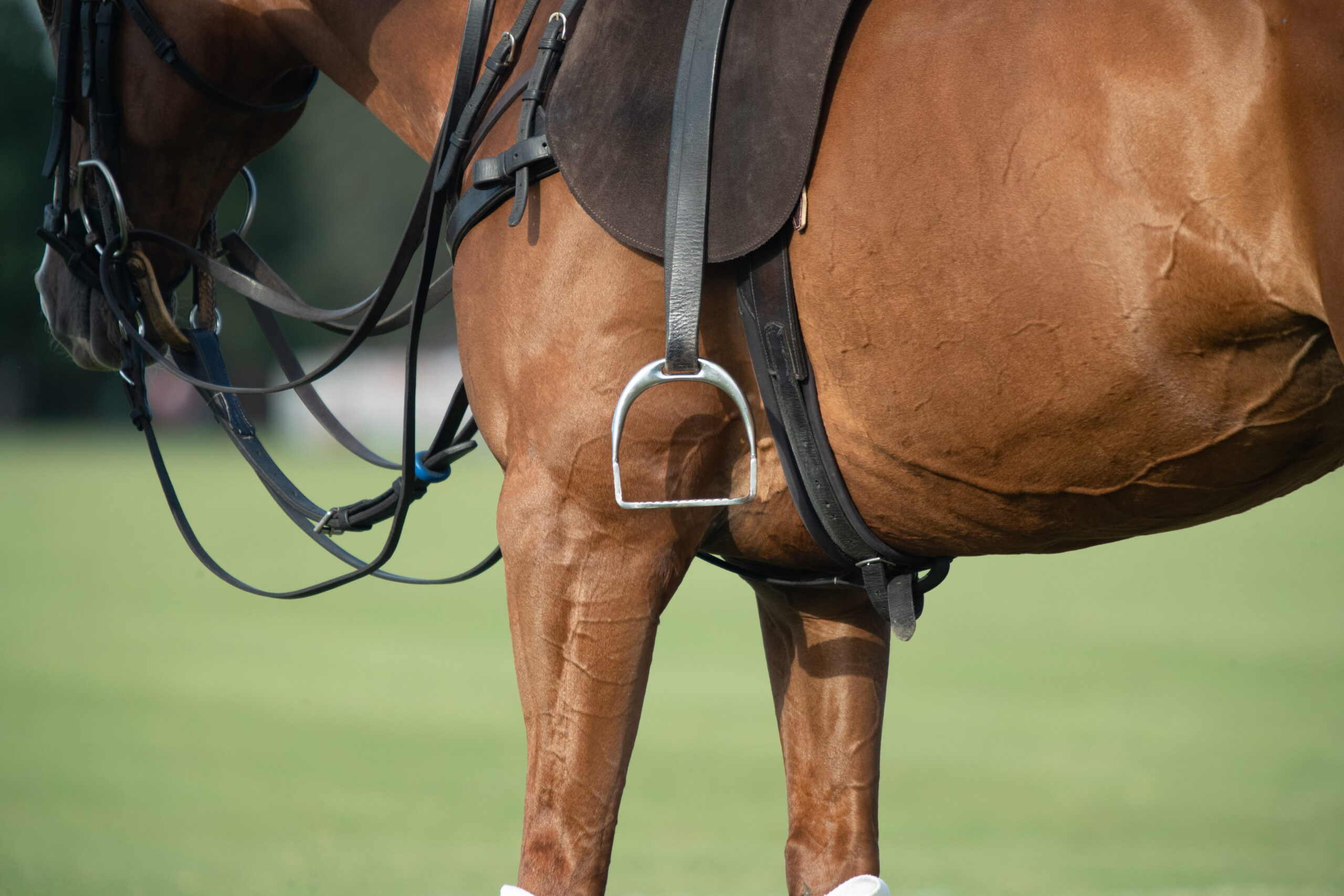 Horse with multiple auxiliary reins and no rider