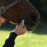 Parasite Prevention in Horses: Why “Preventive” Deworming Doesn’t Work