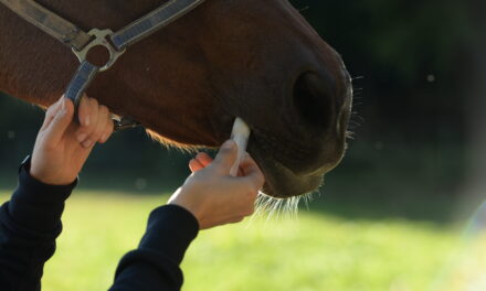 Parasite Prevention in Horses: Why “Preventive” Deworming Doesn’t Work