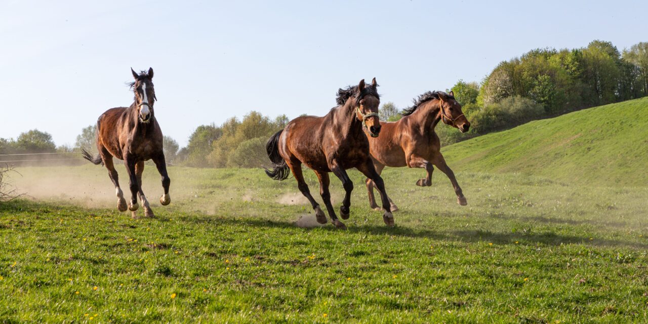 How Does a Horse Move? Biomechanics of the Basic Gaits