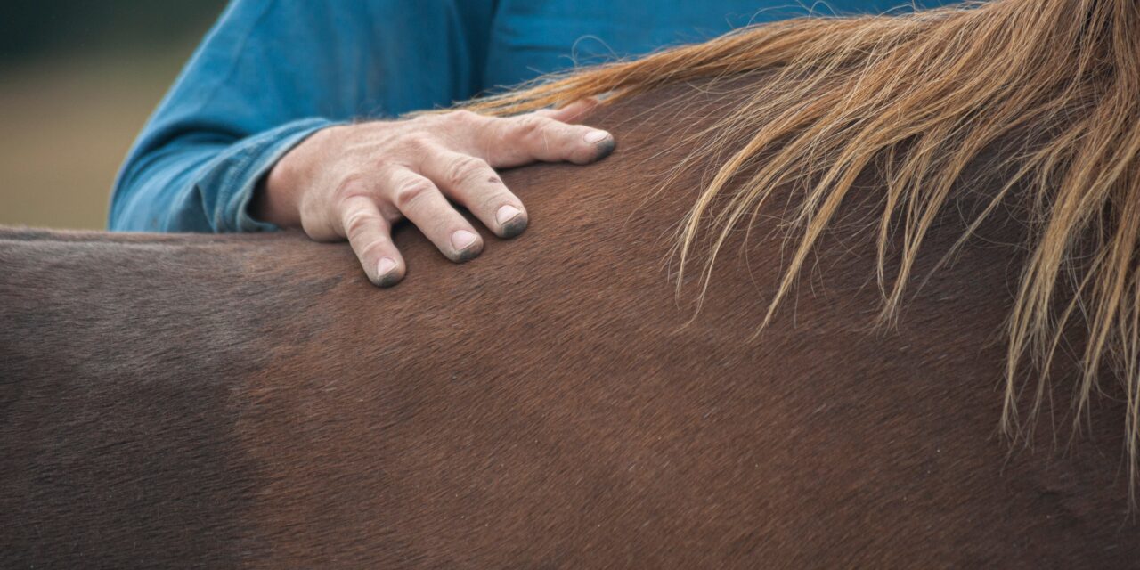The Horse’s Carrying System – Why the Equine Back Needs Training