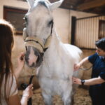 Preventive Care in Horses: Preventing Disease Instead of Treating It